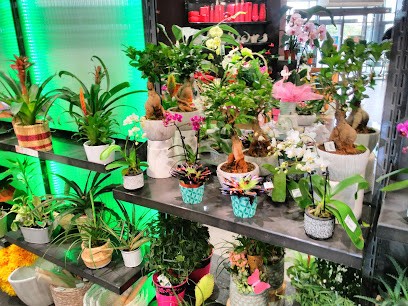 Blueberry's, Bar à Vitry-le-François