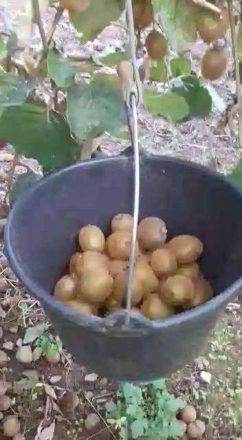 Felicelli Sampiero, Bar à Monte