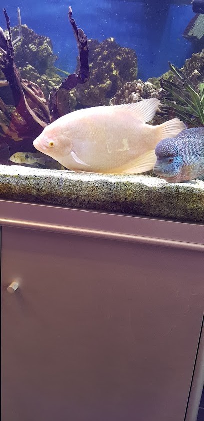 Mateu Stéphane, Bar à Étrépagny