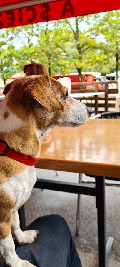 Loison Patricia, Bar à Sciez