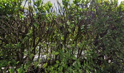 Martins Ludovic Daniel, Bar au Bar-sur-Loup