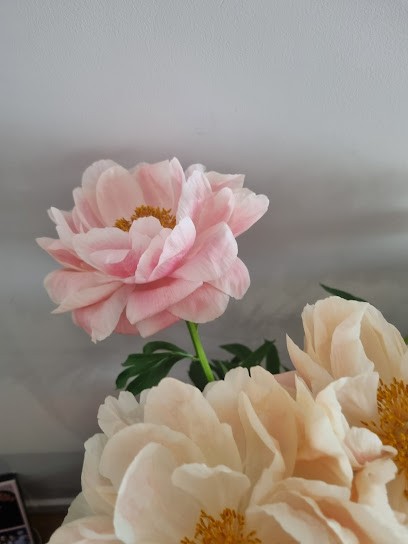 UNE SOURIS AU MENU / Studio Graphique, Bar à Marseille 06